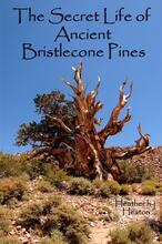 The Secret Life of Ancient Bristlecond Pines